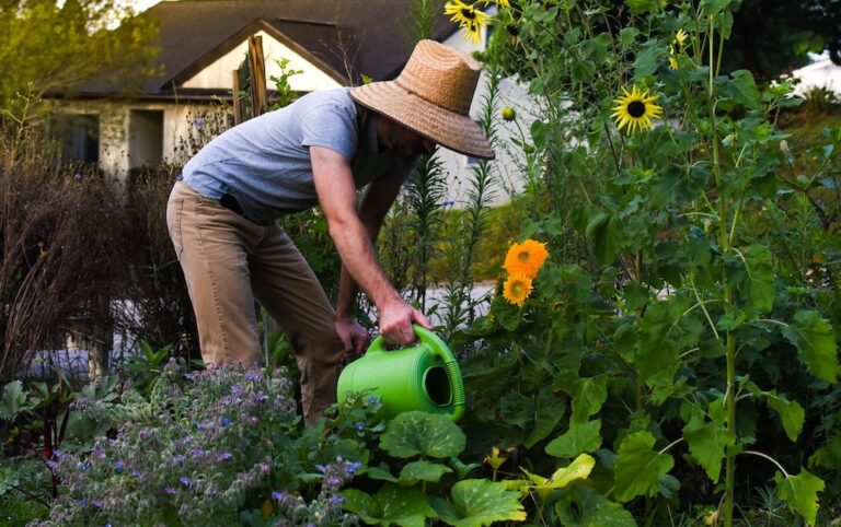 Heat and Dry Weather Pose Problems For Landscape Plants