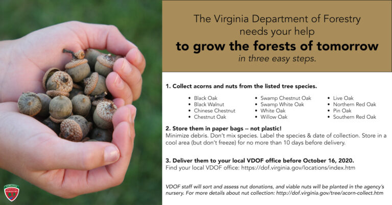 VDOF Seeks Acorns/Nuts from Virginia Landowners