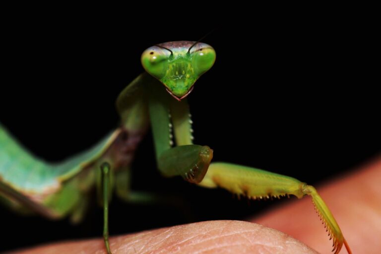 Hokie BugFest Goes Virtual For 10th Anniversary