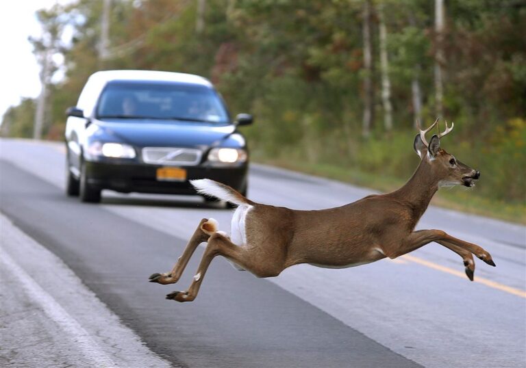Deer in the Headlights? Animal Strikes Spike in October, November and December