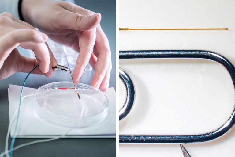 Fralin Biomedical Research Institute Director Leads International Brain Research