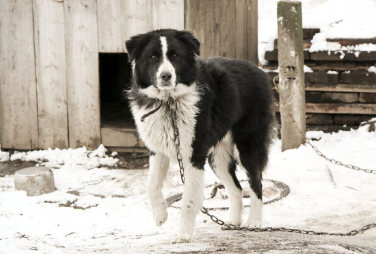 It’s Now Illegal in VA to Leave a Dog Chained Outside in The Cold  