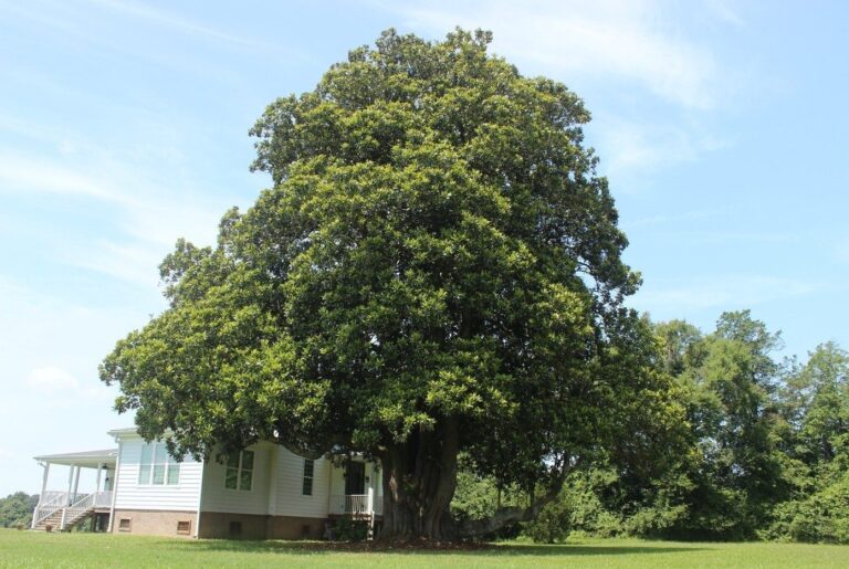 Virginia’s Big Tree Program Finds Balance Between Tree Science and Community Engagement