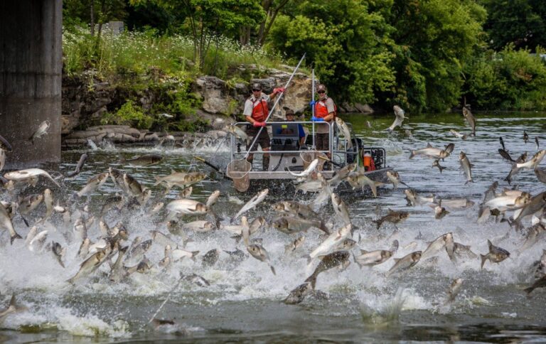 VA Tech Researcher’s Propose Elegant Solution to Asian Carp Invasion: Eat Them