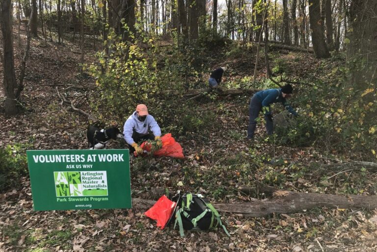 Zooming Loggers, High-fiving Naturalists, and Landowner workshops: Extension Agents Reach Out in New Ways