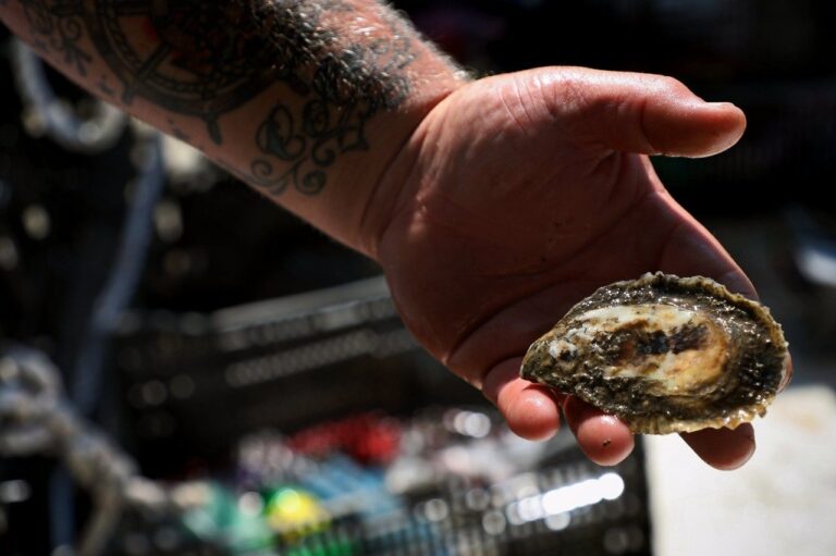 Grant Aims to Accelerate Shellfish Aquaculture / Boost Virginia Coastal Economies