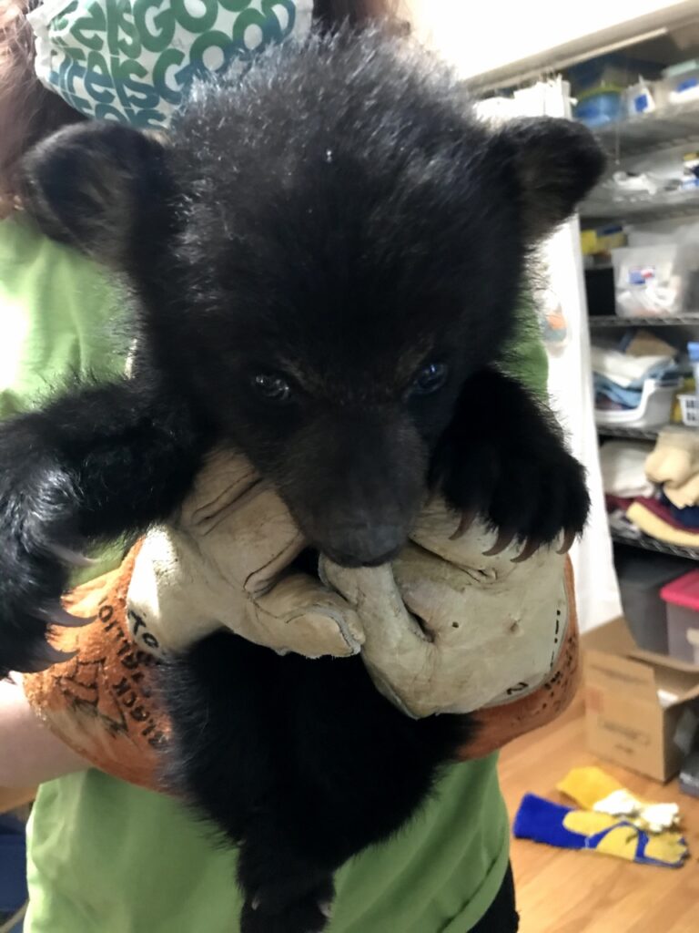 Southwest Virginia Wildlife Center of Roanoke Receives First Baby Black Bear of 2021