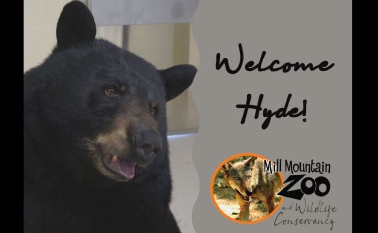 Mill Mountain Zoo Welcomes Its Highly Anticipated American Black Bear