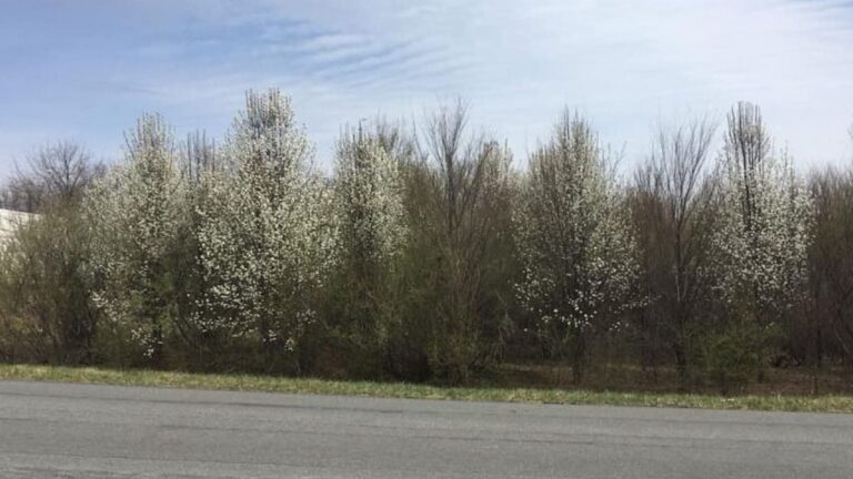 Callery Pear Trees’ Spring Blossoms Threaten VA Biodiversity