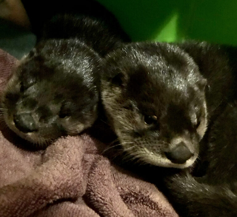 Southwest Virginia Wildlife Center Receives Baby North American River Otters
