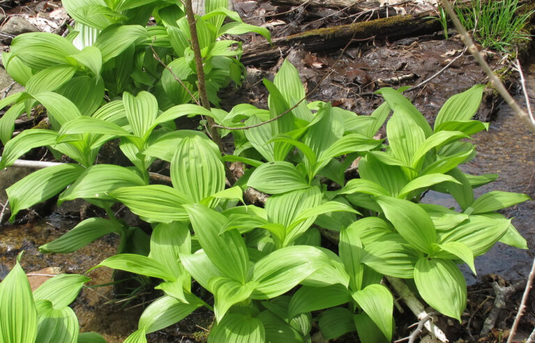 Free Book on Poisonous Plants in Virginia Available for Download