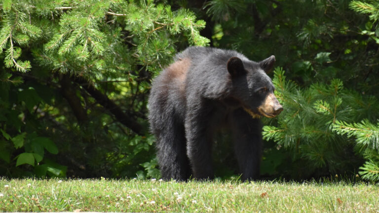 Tents / Soft-sided Campers Temporarily Prohibited at Mount Pisgah Campground on Blue Ridge Parkway Due to Bear Activity 