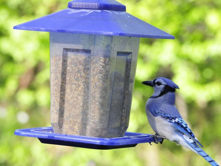 Wildlife Center Recommends Taking Bird Feeders Down Immediately
