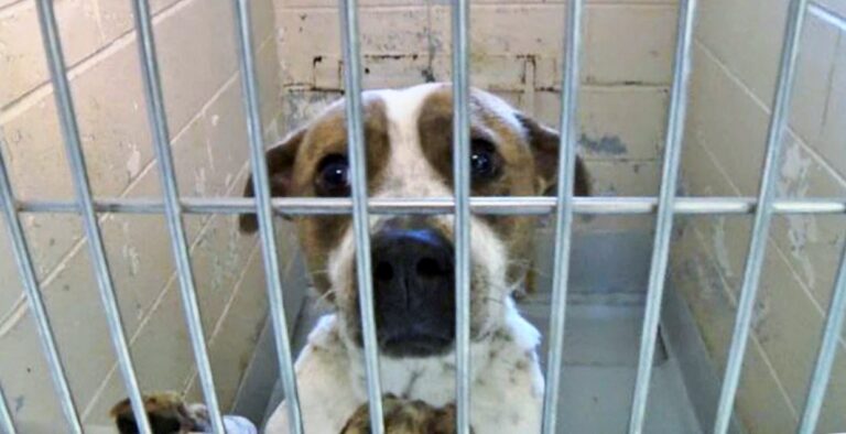 Regional Center For Animal Care And Protection Has Reached Capacity