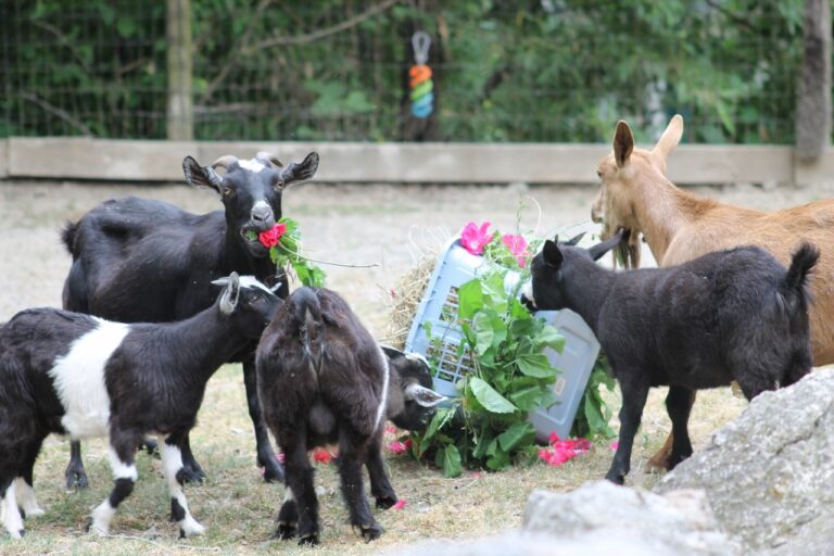 Mill Mountain Zoo Welcomes Heritage Breed, Launches Naming Contest