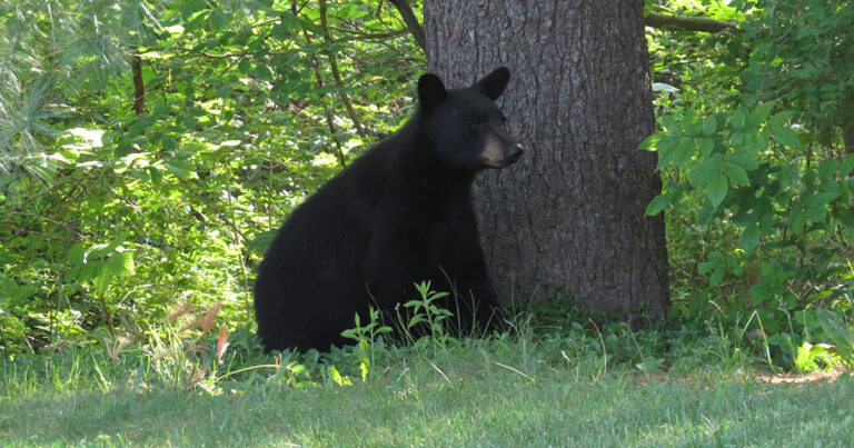 Cameras on Black Bears Provide Research / Outreach Opportunities For VA Tech and Mill MT Zoo