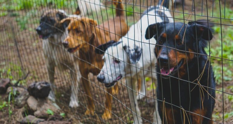 Survey Finds Virginia Pet Shelter Deaths Down, But Still One of Highest in Country