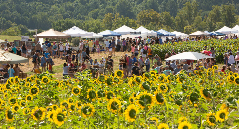6th Annual Beaver Dam Farm Sunflower Festival To Be Held In Buchanan