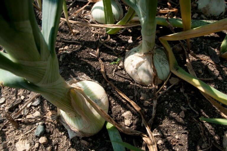 Virginia Cooperative Extension Helps Make Gardening Accessible