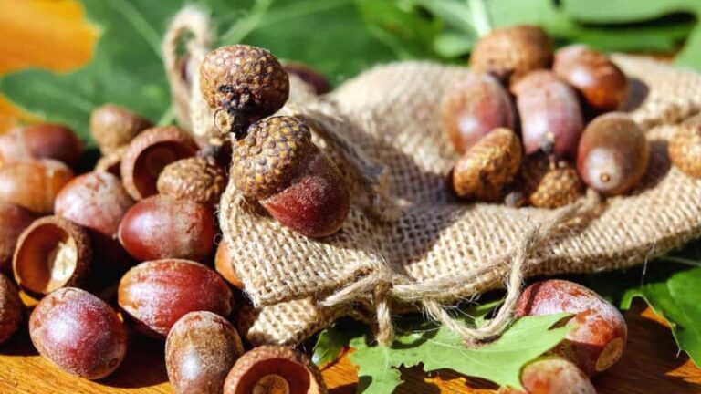 VDOF Seeks Acorns / Nuts From Virginia Landowners