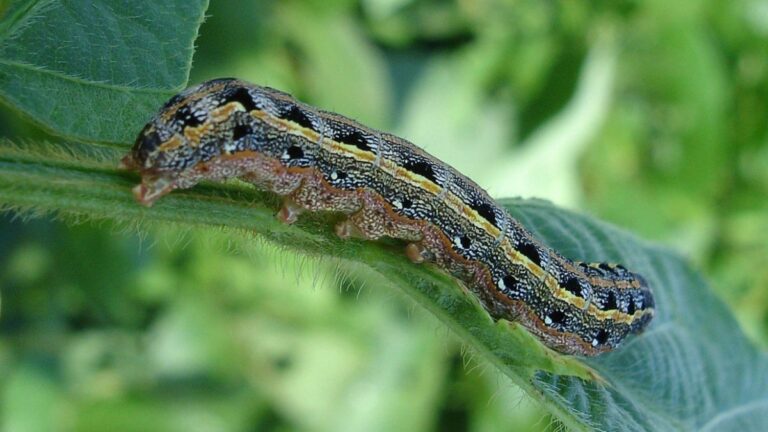Active Atlantic Storm Season Brings Unprecedented Numbers of Fall Armyworms to Virginia