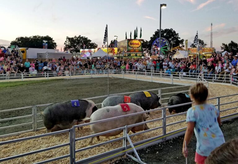 Giant Vegetables, Racing Pigs and Baby Calves Draw Crowds at State Fair of Virginia