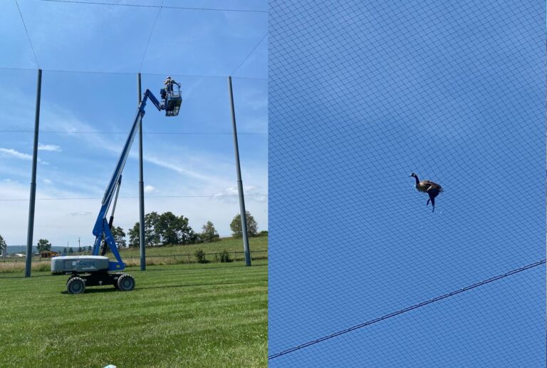 Southwest Virginia Wildlife Center To Release “Netted” Canada Goose at VA Tech
