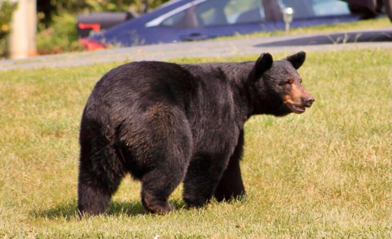 Bear Attack Near Parkwway Folk Art Center Prompts Area Trail Closures and Food Prohibitions 