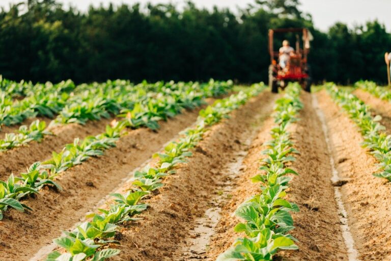 New Grants Address Major Threats To Virginia’s Agriculture Industry