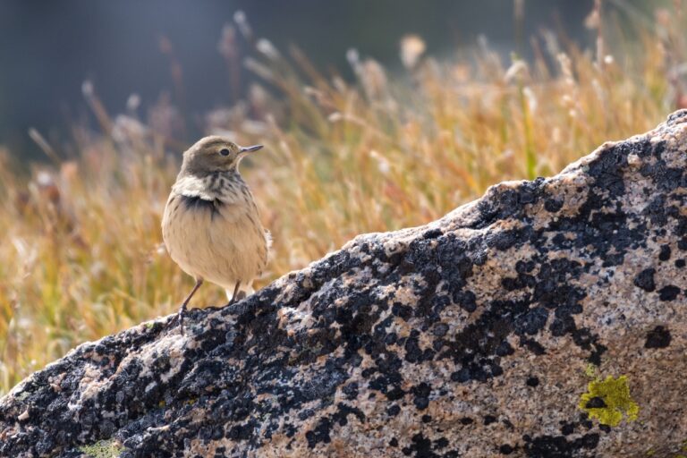 As Christmas Bird Count Begins, JMU Researchers Discuss Value of Citizen Scientists