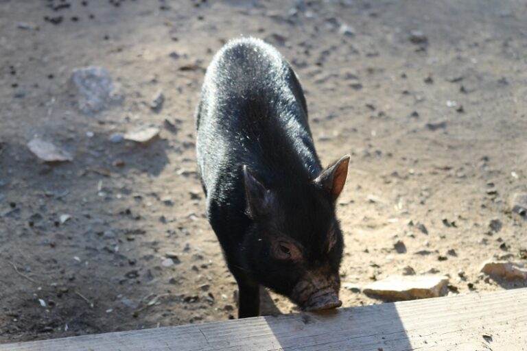 Wood Ducks and Pig Arrive at Mill Mountain Zoo