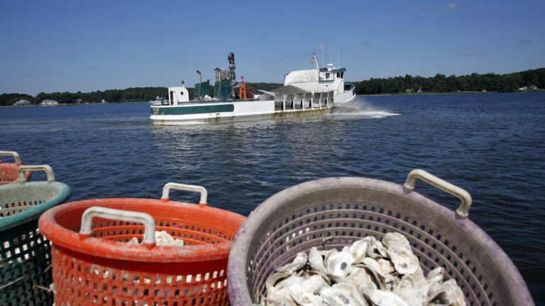 Virginia Announces Completion of Largest Oyster Restoration Project in The Country