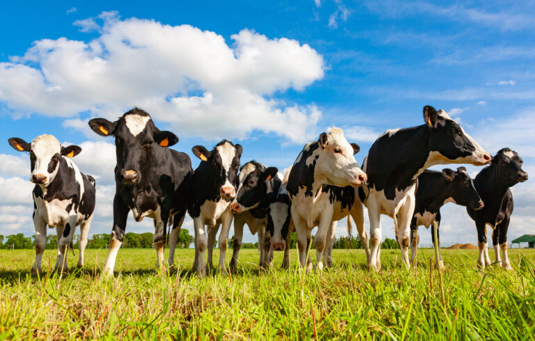 Governor Youngkin Signs First Bill Supporting Dairy Farmers
