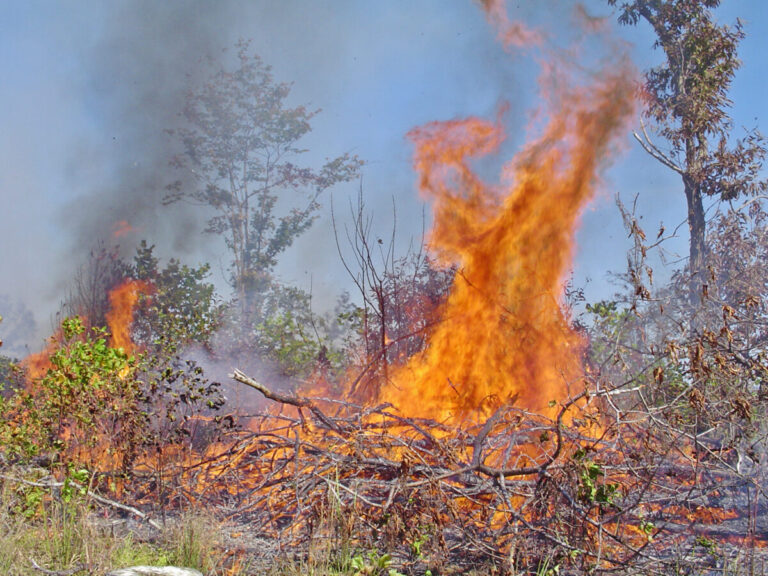 Virginia’s 4 PM Burning Law Now In Effect