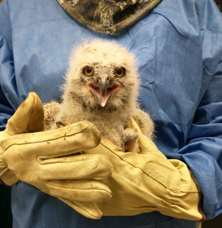 Wildlife Center of Virginia Admits First Hatchling Raptors Of 2022