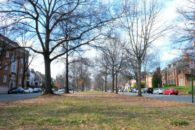 Lawmakers Prune Equity Initiatives From Tree Canopy Bill