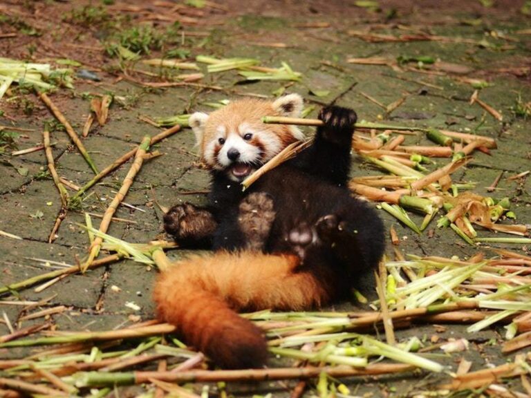 Changing of the Guard for Mill Mountain Zoo’s Red Pandas