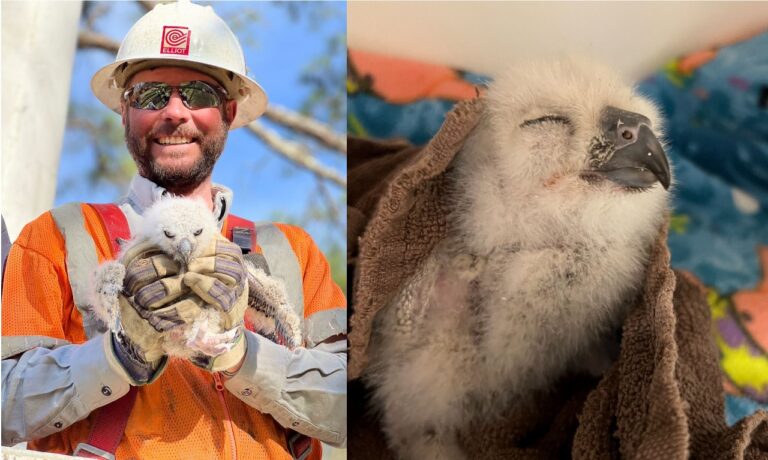 Southwest Virginia Wildlife Center Rescues / Re-nests Baby Owl