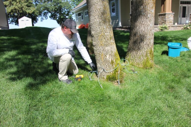 Department of Forestry Offers Ash Treatment Cost-Share Program