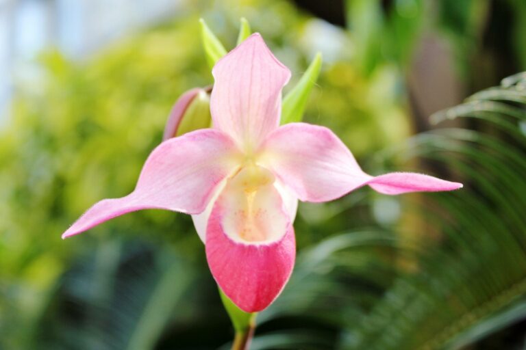The Blue Ridge Orchid Society to Host Show