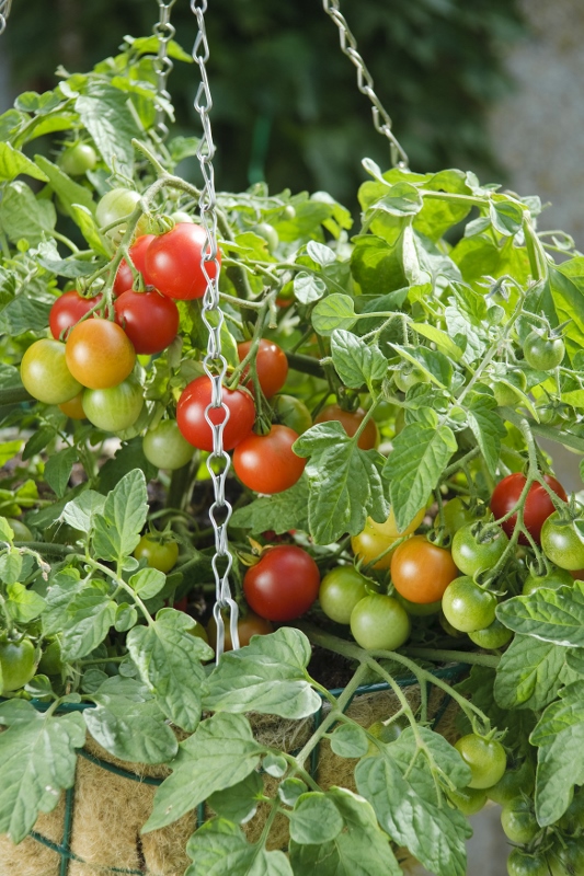 MELINDA MYERS: Growing Tomatoes In Pots