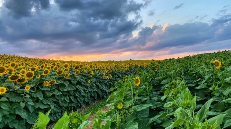 Beaver Dam Farm Sunflowers Receives Virginia Tourism Corporation Grant for Tourism Marketing