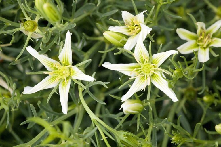 Folk Medicine Discovery Could Lead to Better Heart Attack Outcomes