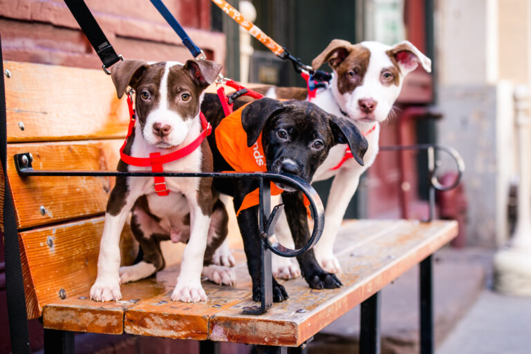 Virginia Saved More Than 98,000 Shelter Animals Last Year