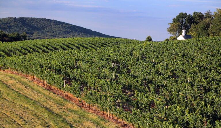 Barboursville Vineyards Wins 2025 Virginia Governor’s Cup for the 2023 Vermentino