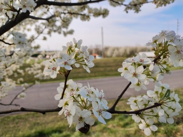 VA Department of Forestry To Hold Invasive Pear Tree Exchange