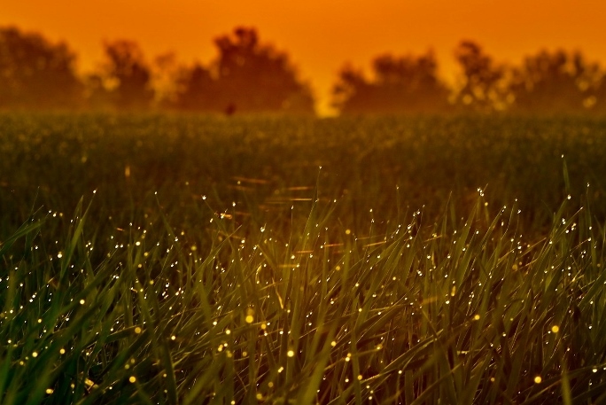 VA Tech Expert Says Fireflies Aren’t Going Extinct But Numbers Dwindling