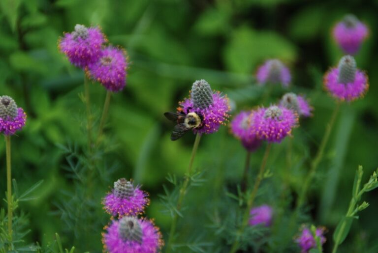 MELINDA MYERS: Strategies for Adding Native Plants to Your Landscape
