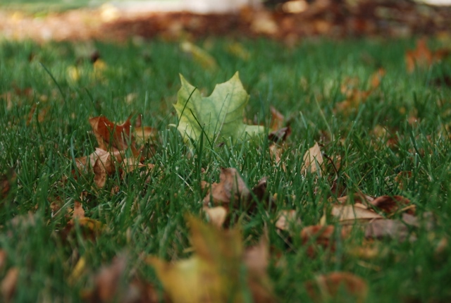 MELINDA MYERS: Consider Fall Leaves a Gift from Nature