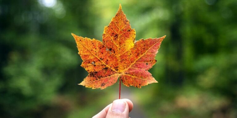 Six Artsy, Nerdy, and Goofy Ways to Enjoy Fall Leaves